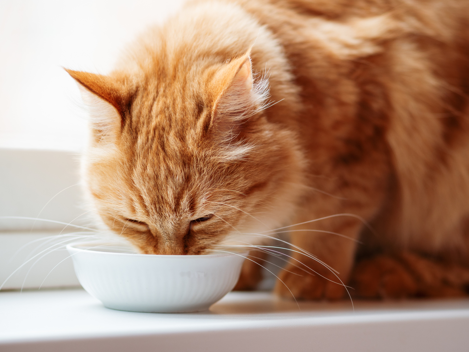 子猫のケアと食事