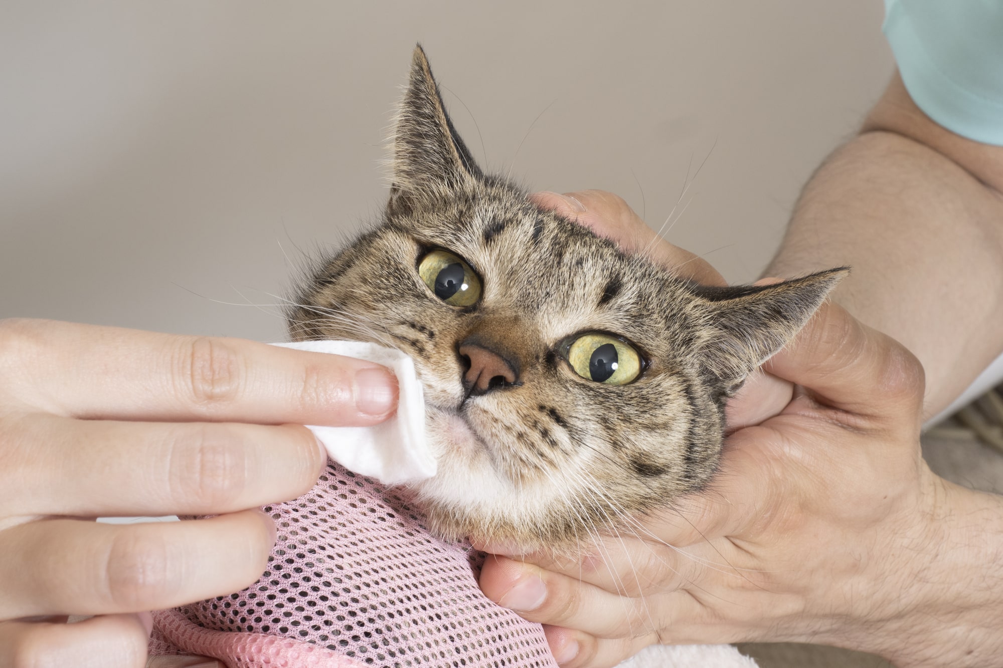 猫の健康チェック