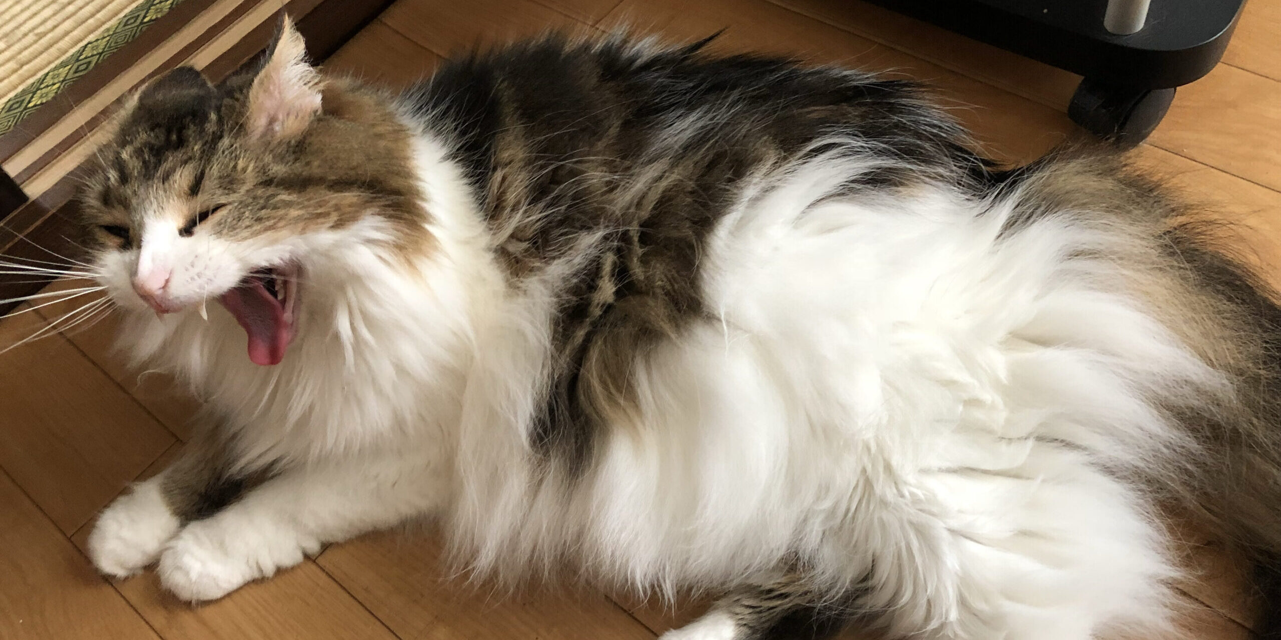 猫の飼育ノウハウ