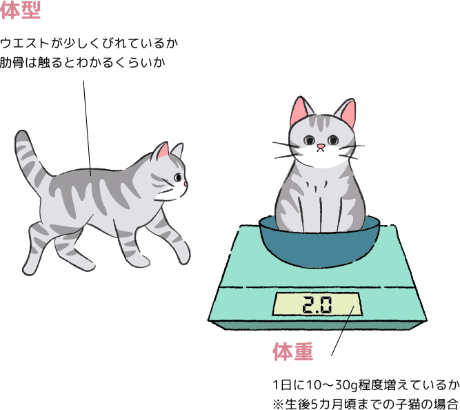 子猫のケア