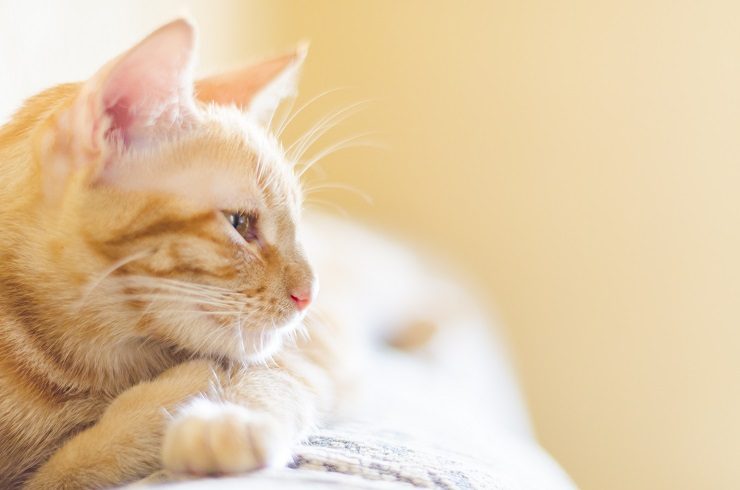 猫の病気