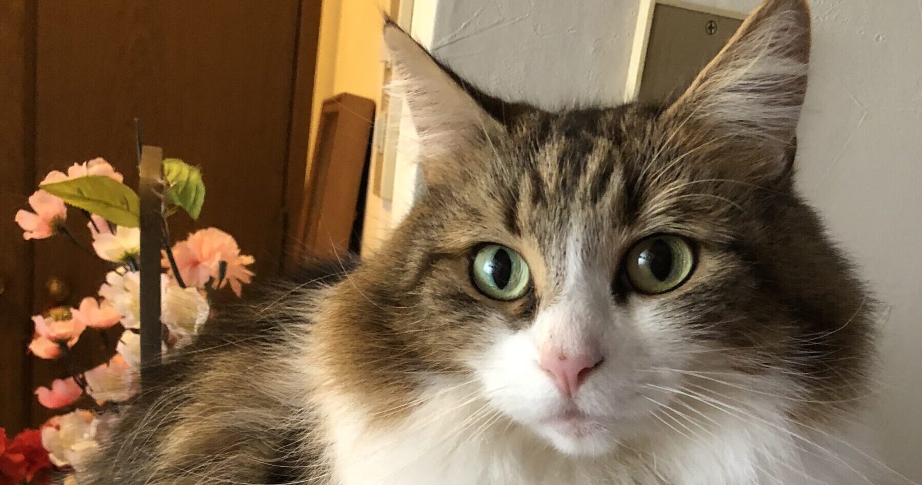 まとめ：猫と幸せに暮らすために