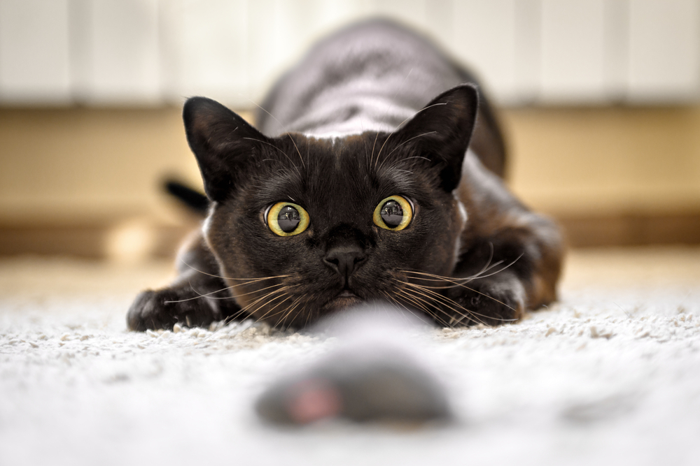 猫のボディランゲージ