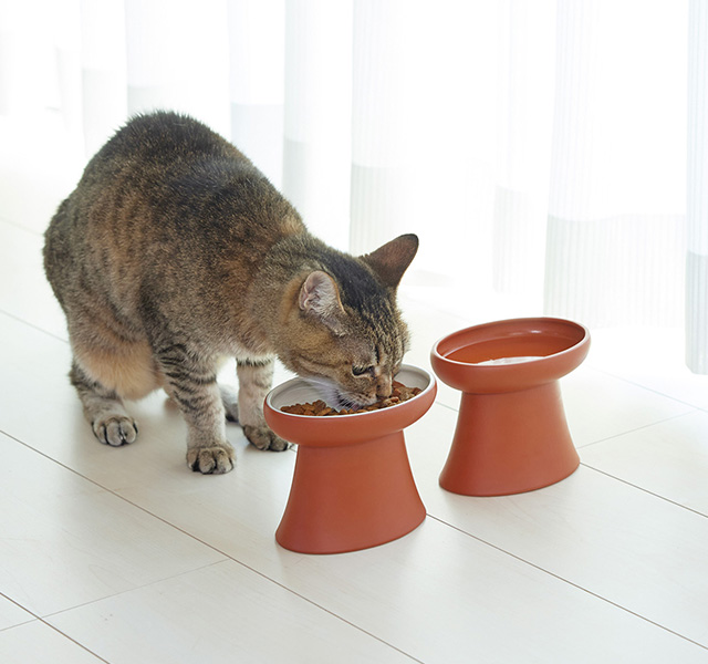 猫の食事風景