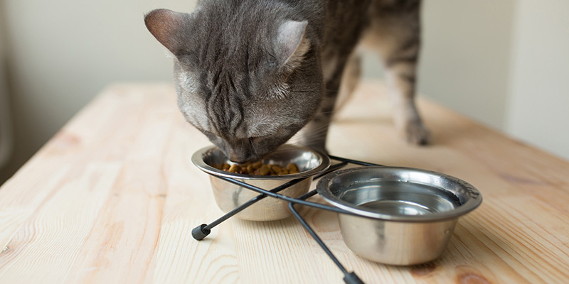愛猫との幸せな暮らし