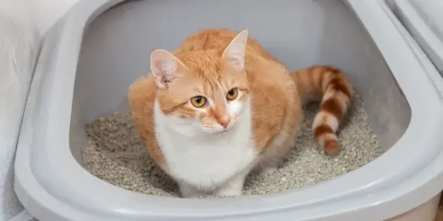 猫のトイレとアイテム