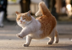 猫の異常行動