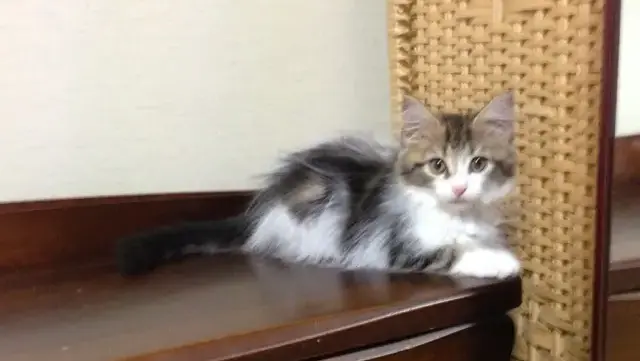 初めて猫を迎える人のための準備チェックリスト