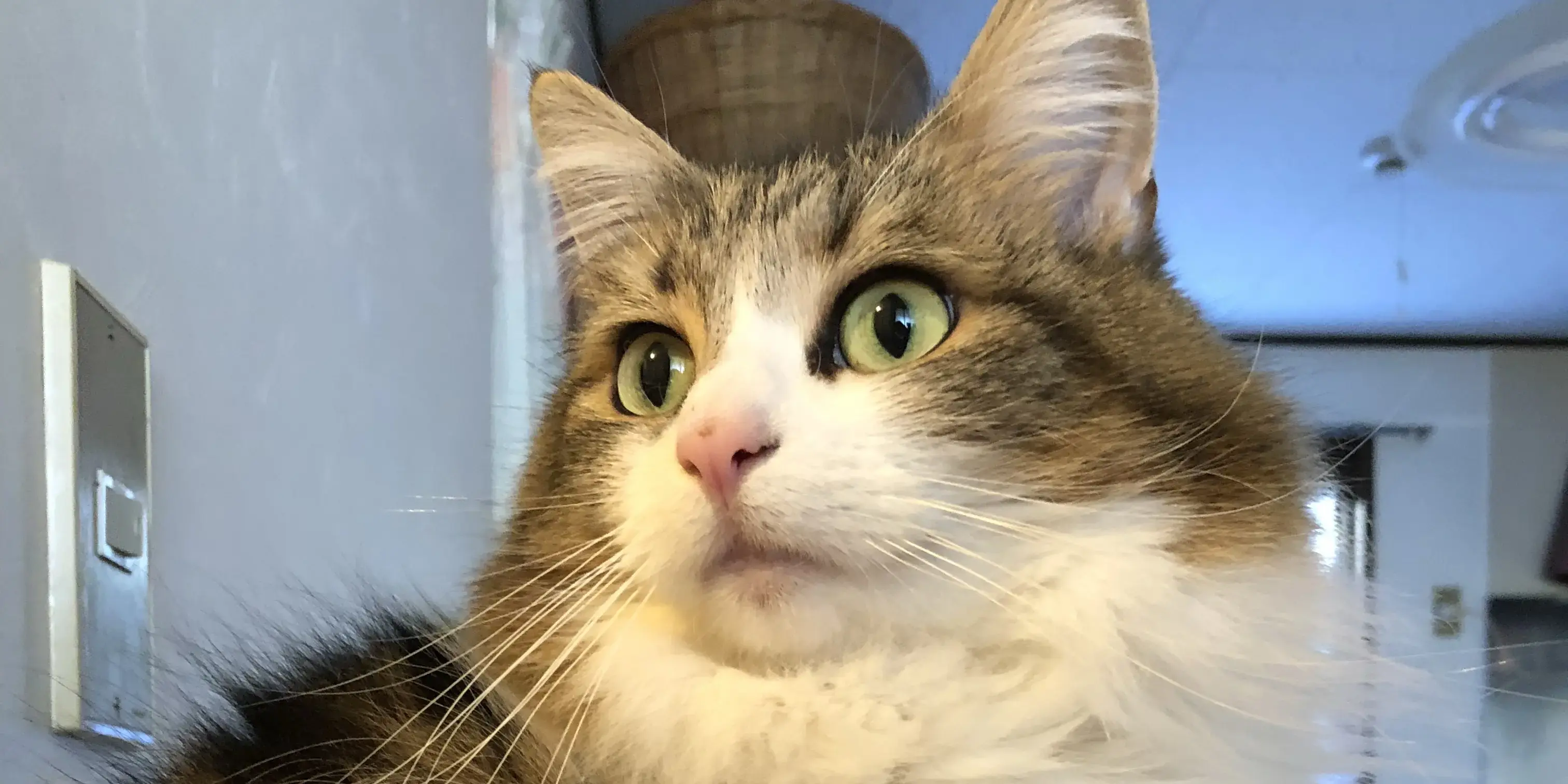 通常モードで撮影した猫の写真