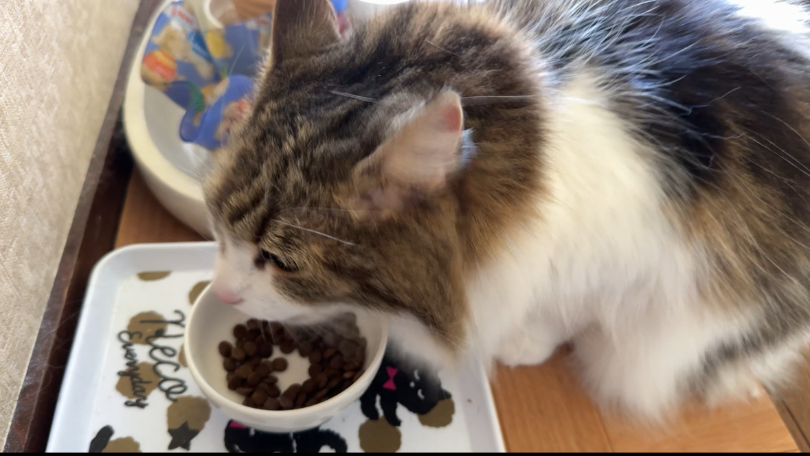 猫の食事とフード選びのポイント