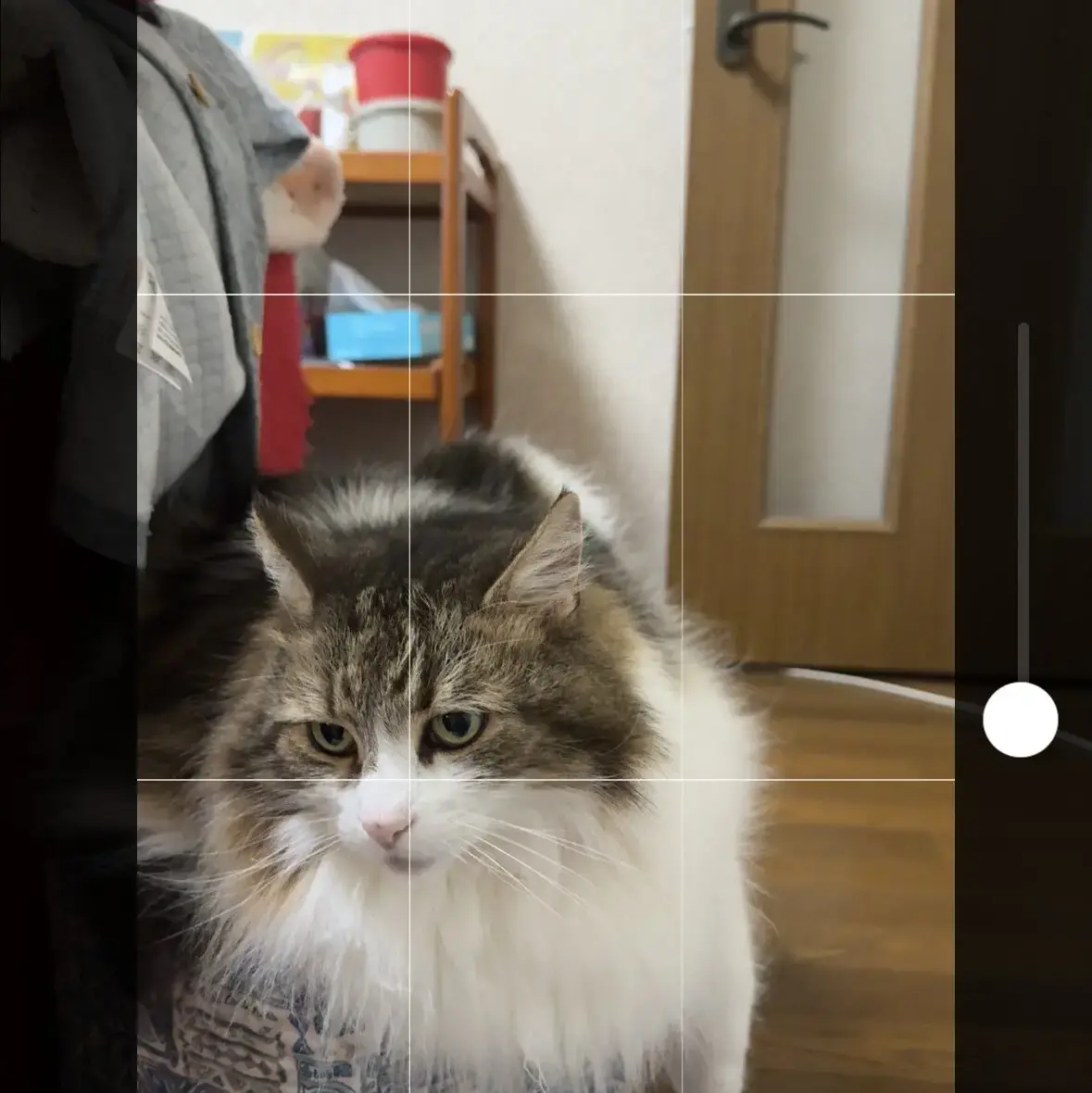三分割法を使った猫の写真