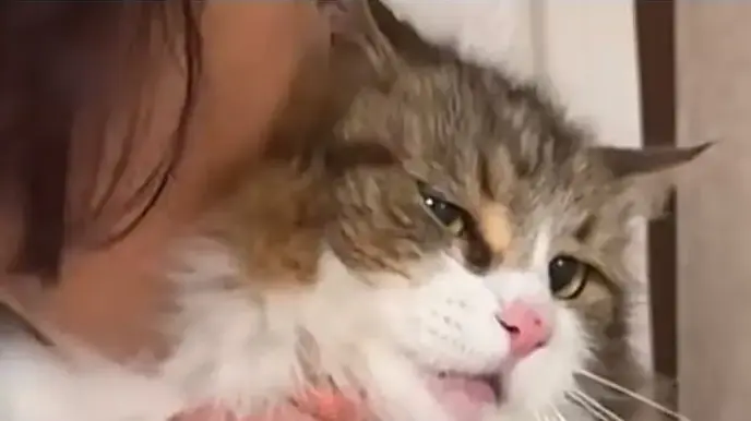 猫との信頼関係を深める5つのコミュニケーション術