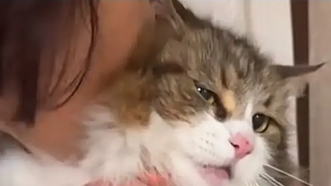 猫との信頼関係を深める5つのコミュニケーション術