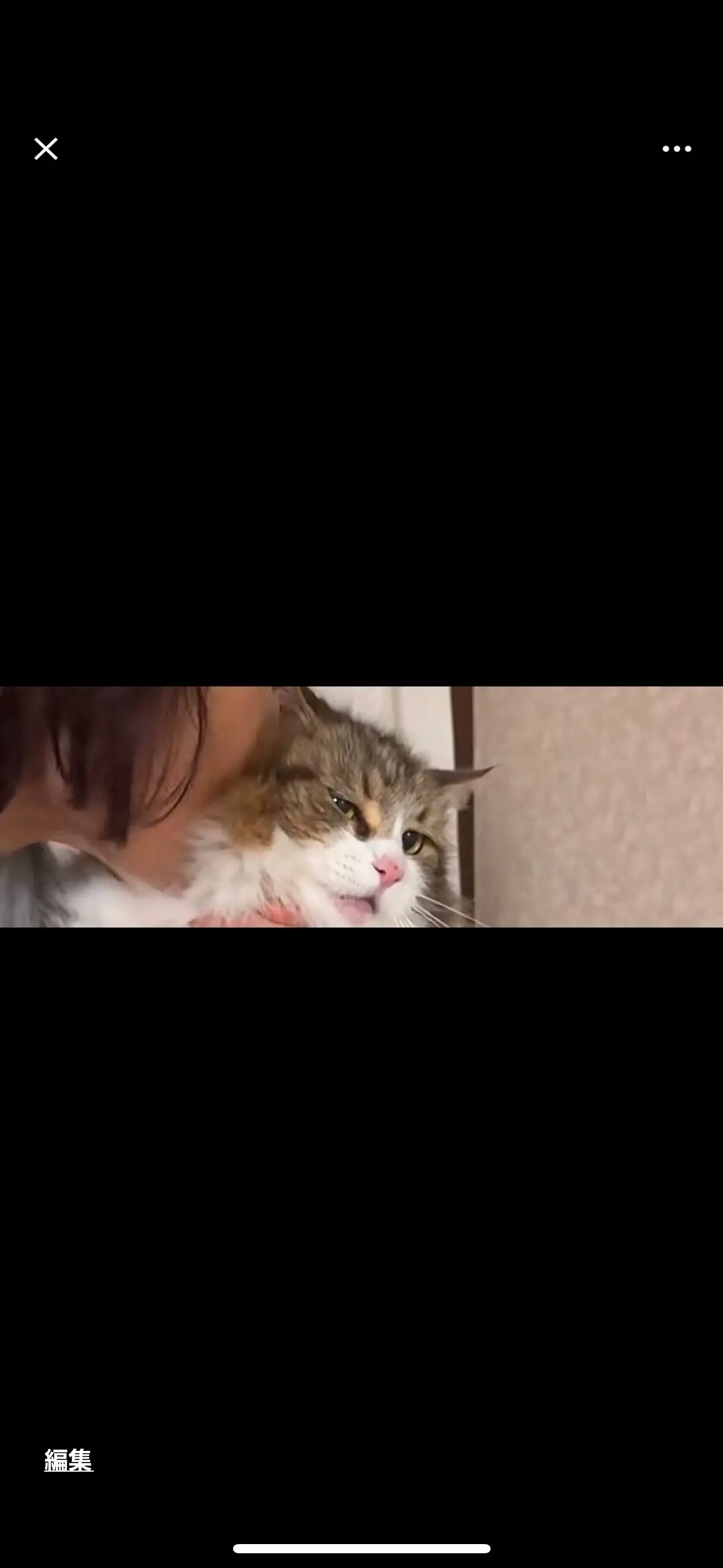 猫との信頼関係を深める5つのコミュニケーション術