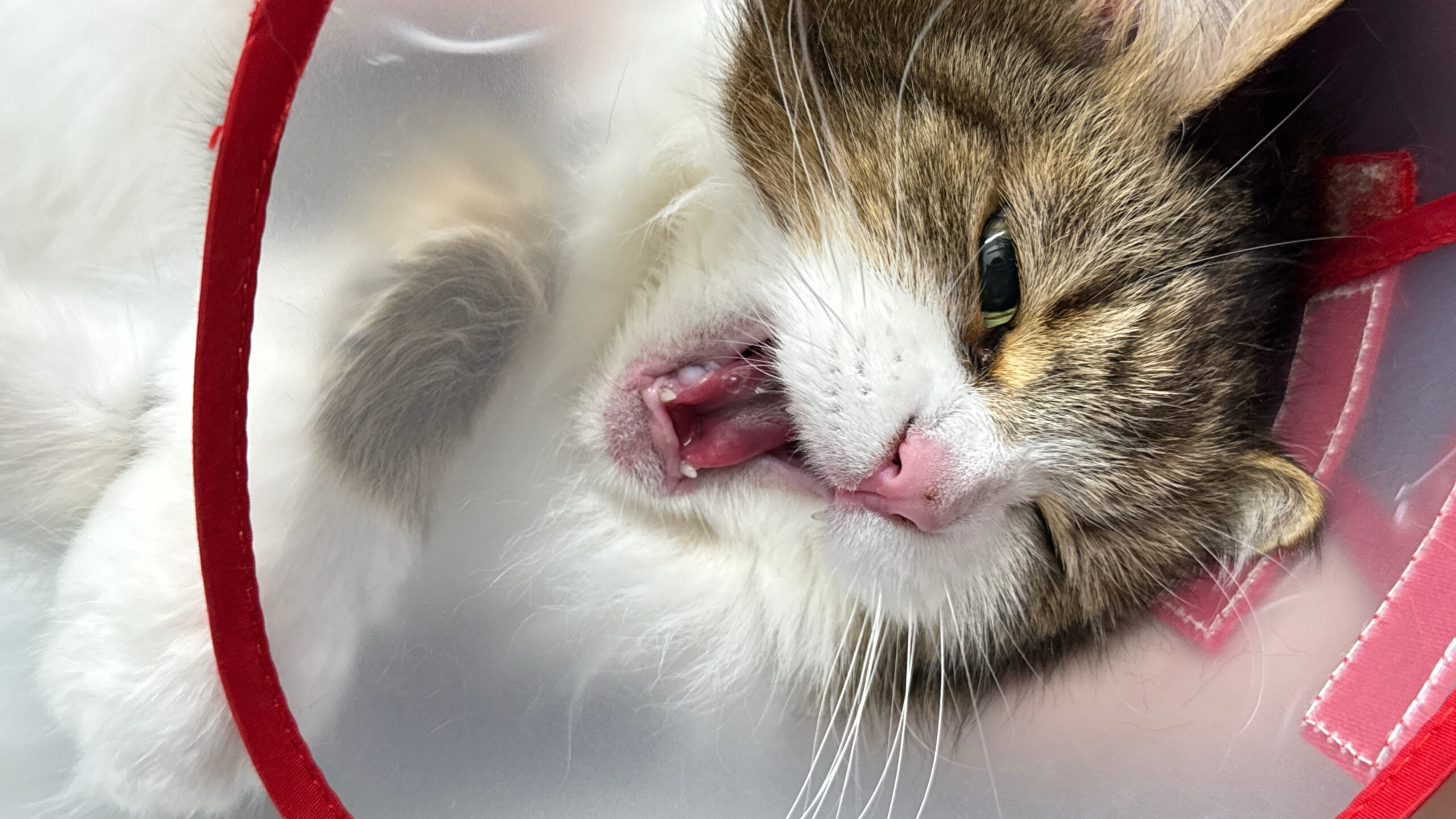猫の一般的な病気と予防法