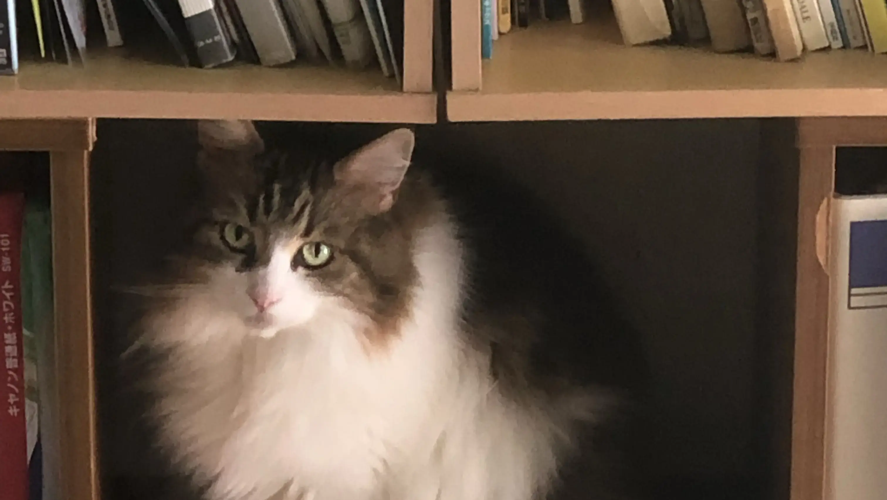 猫と暮らす住まいのインテリア実例集