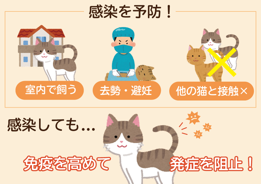 猫の健康チェック