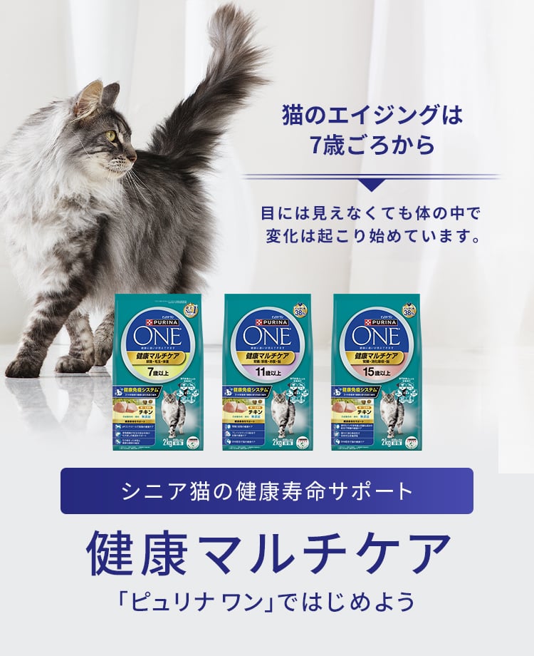 シニア猫の食事