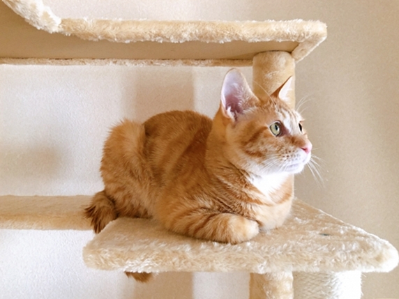 猫の室内環境設備