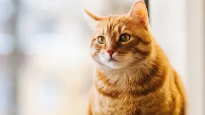 猫と人の絆