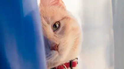 くつろぐ猫
