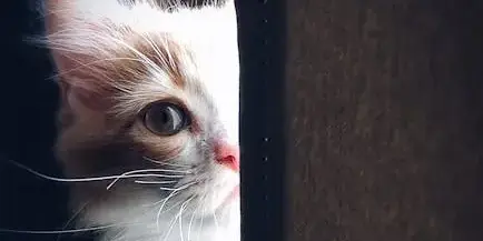 猫をなでる手