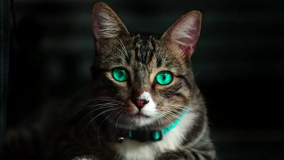 猫の目