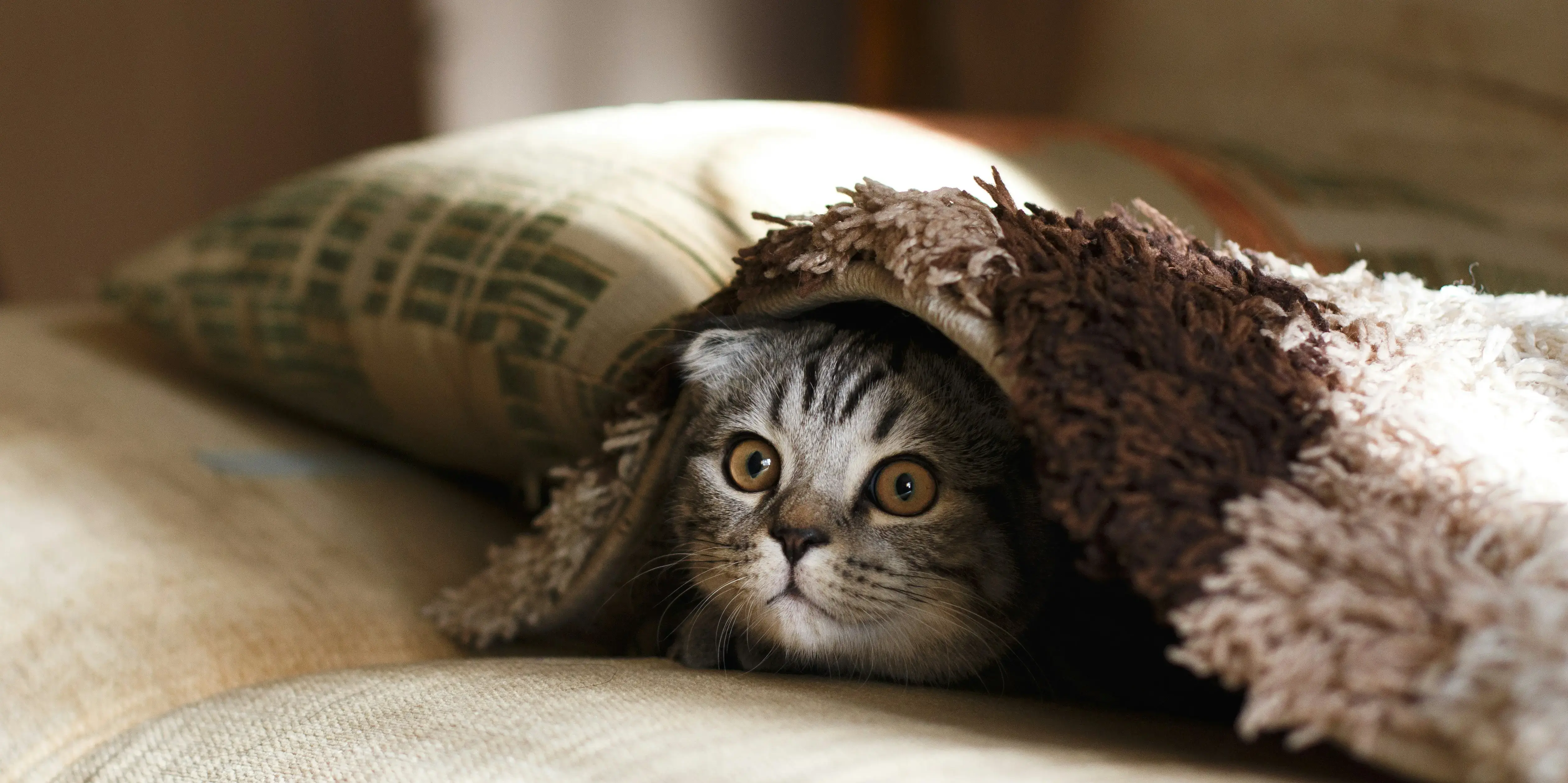 狩猟本能を発揮する猫