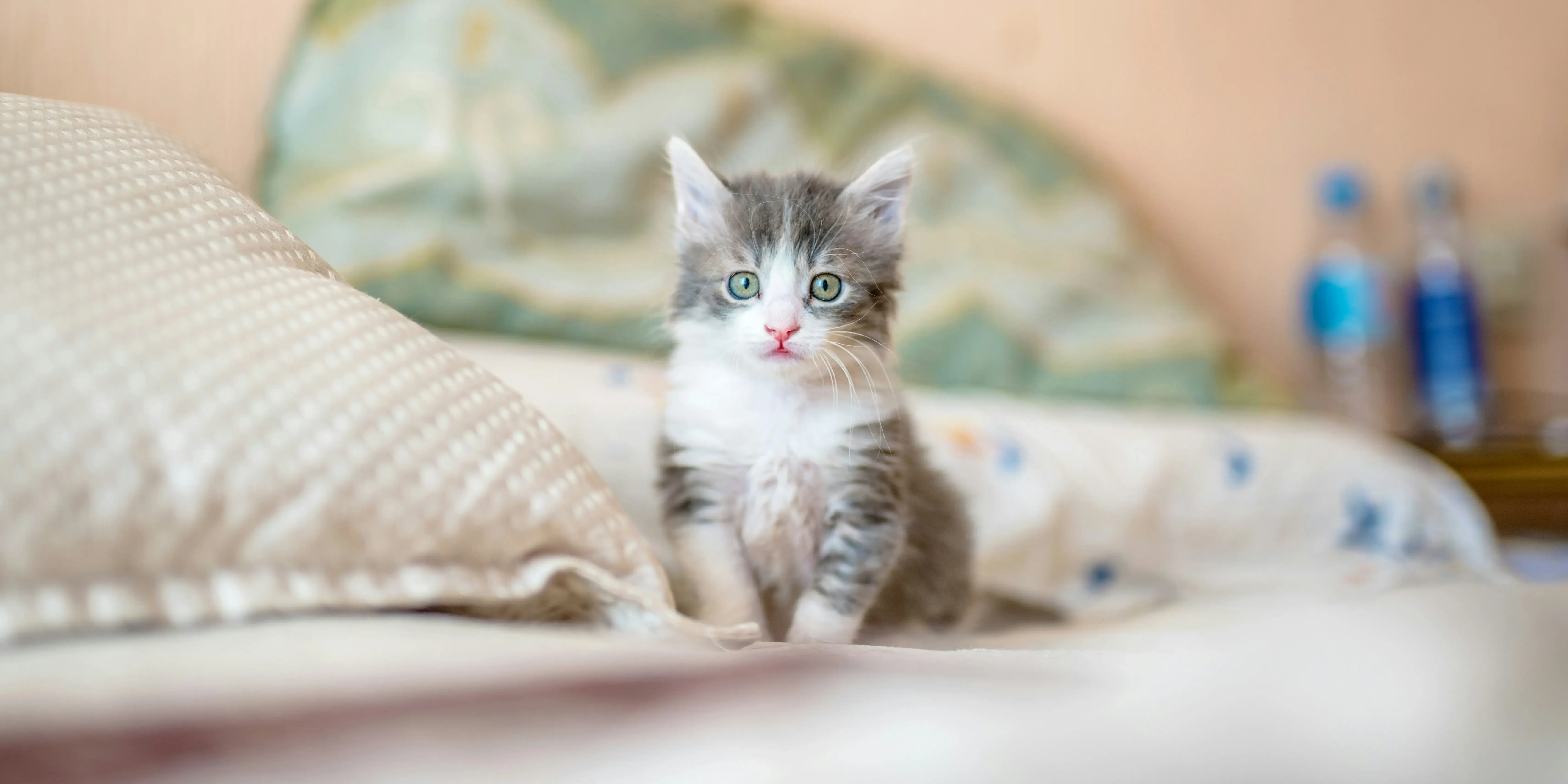 好奇心旺盛に遊ぶ子猫