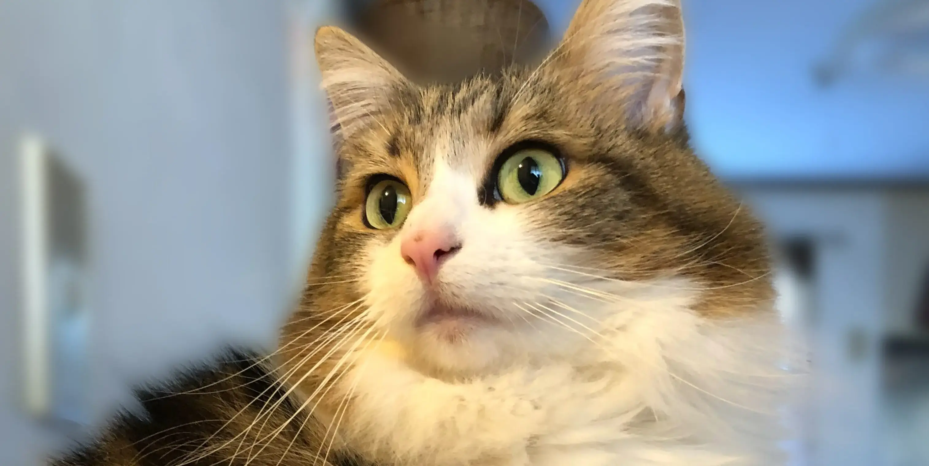 猫のポートレート写真