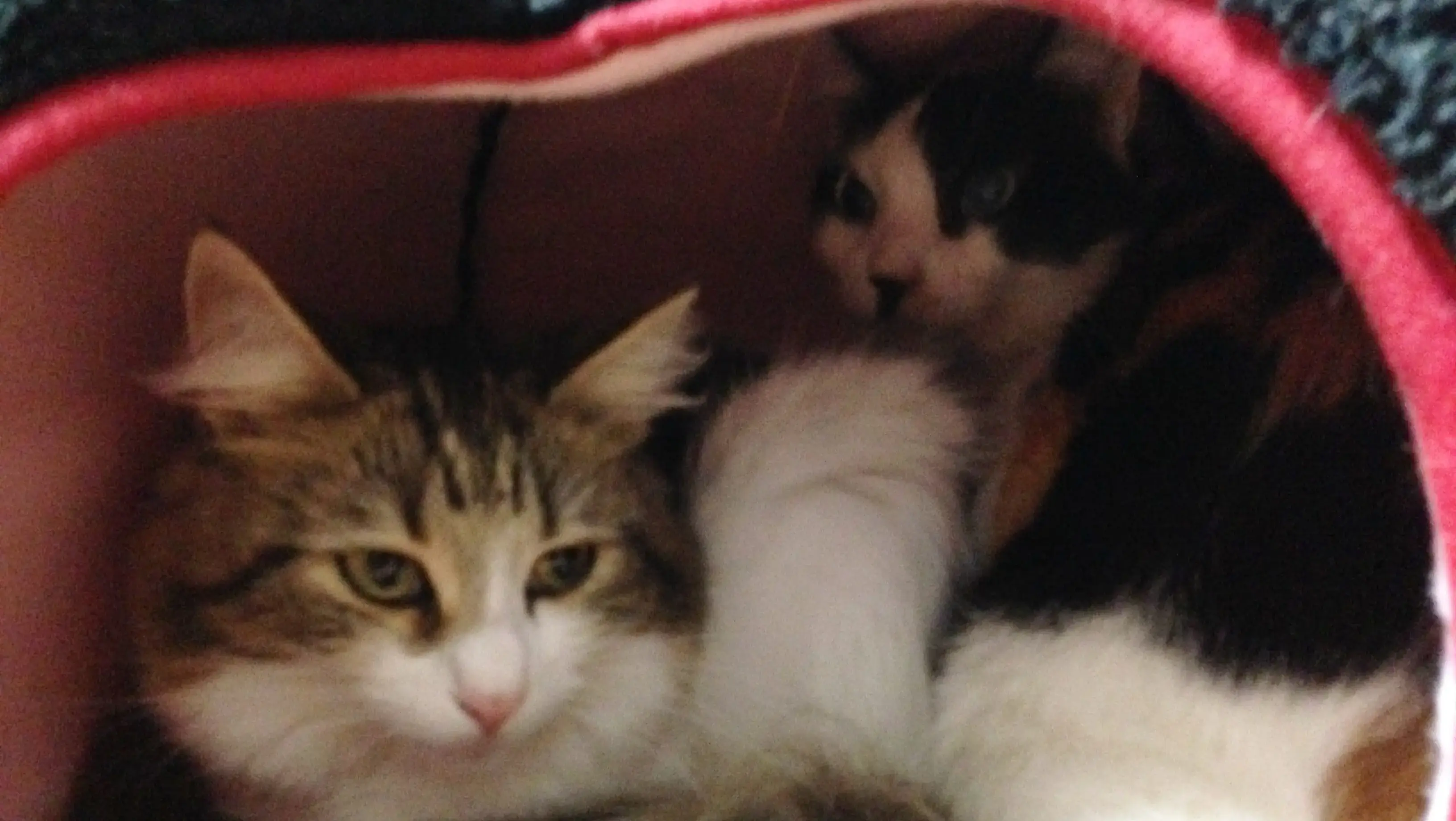 仲良くくつろぐ複数の猫