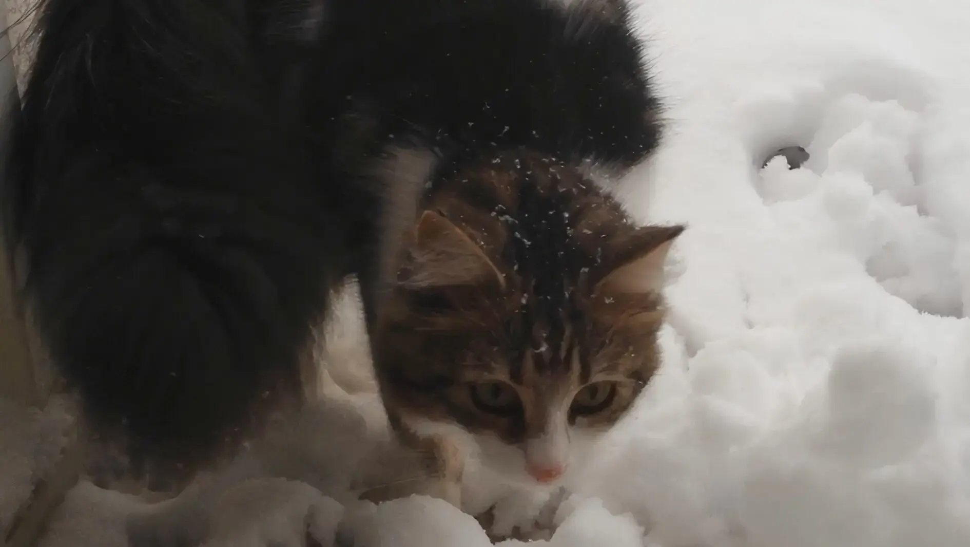 猫との暮らしをもっと豊かにする季節別の室内遊び方ガイド