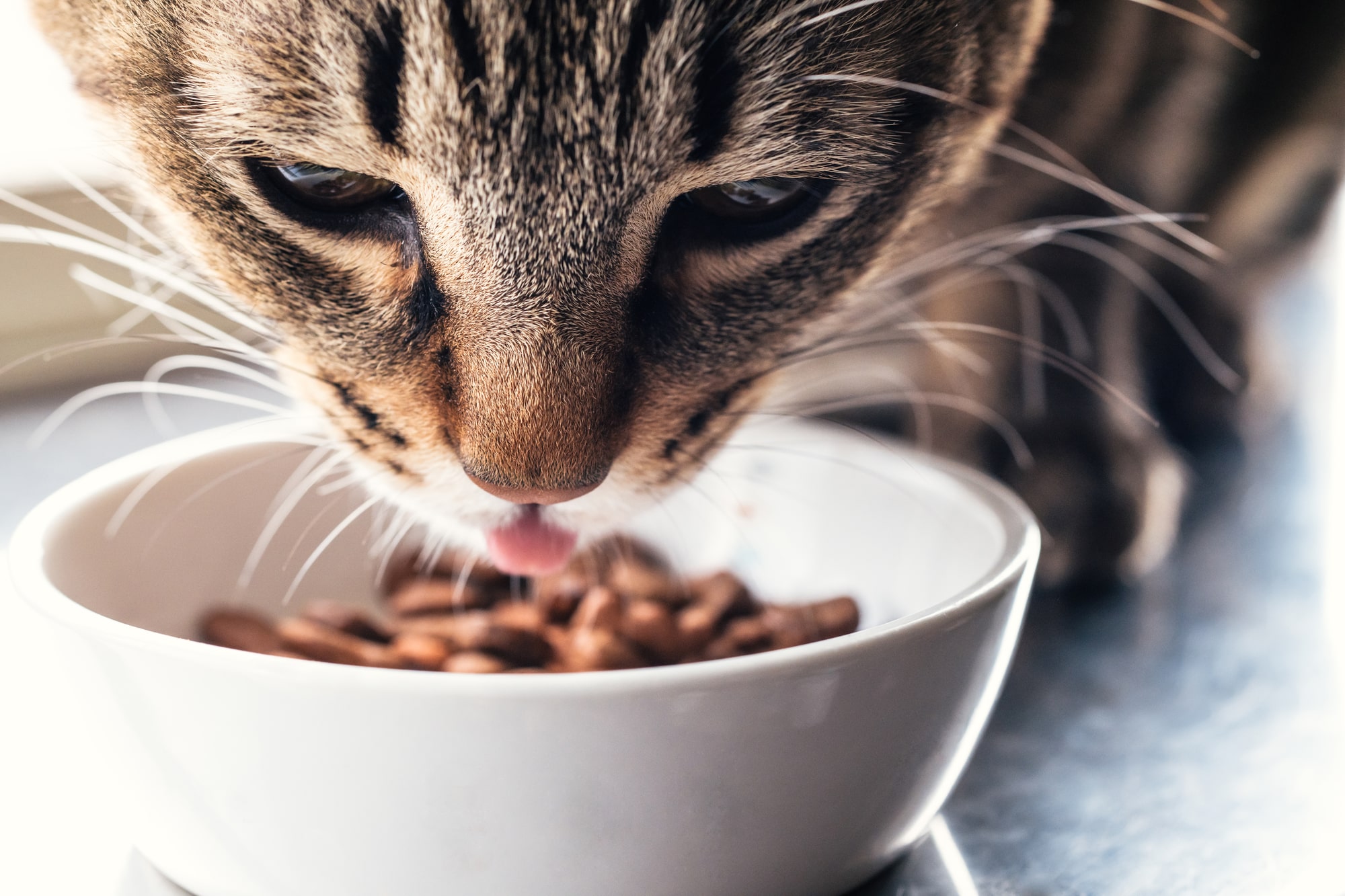猫の健康的な食事