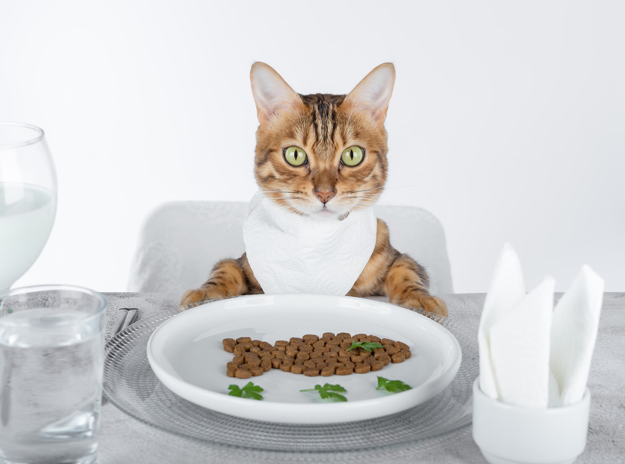 特別なケアが必要な猫
