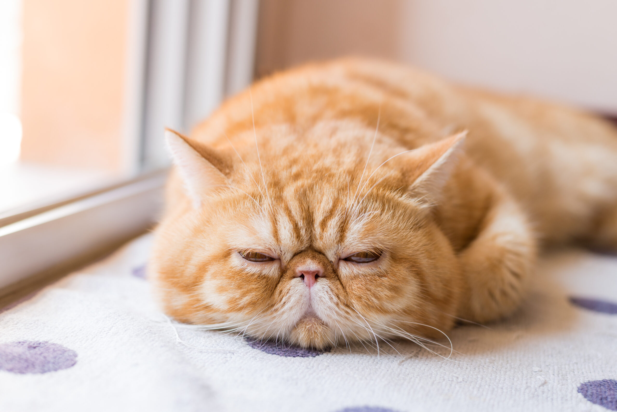 猫の健康チェック