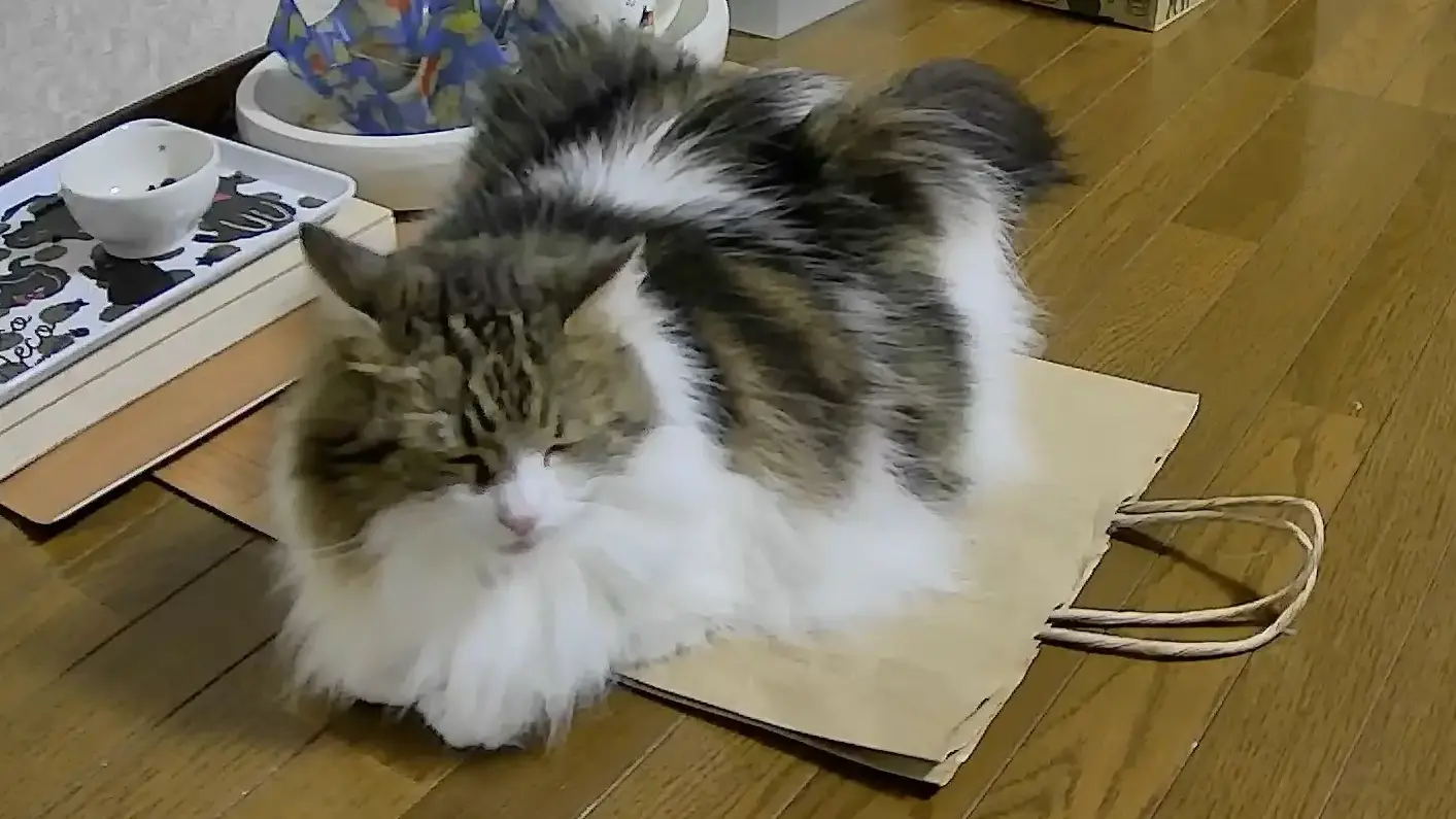 猫との暮らしが10倍楽になる！知って得する猫ライフハック10選