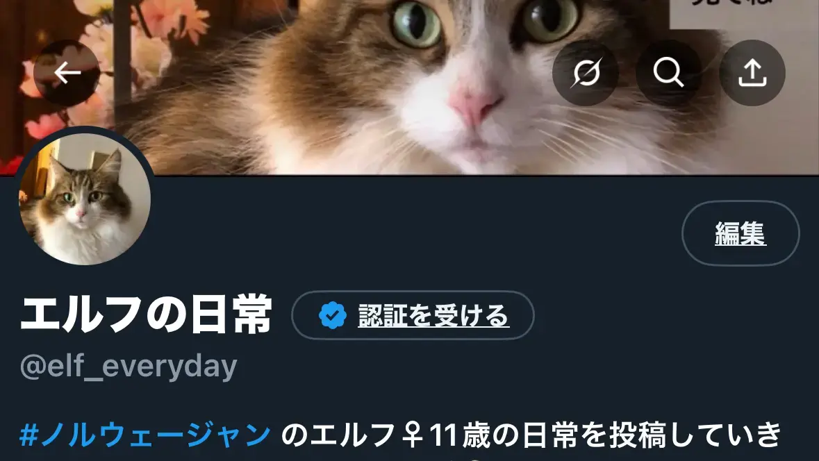 SNSで話題になる！愛猫の魅力を最大限に引き出す撮影＆投稿テクニック10選【実践ガイド】