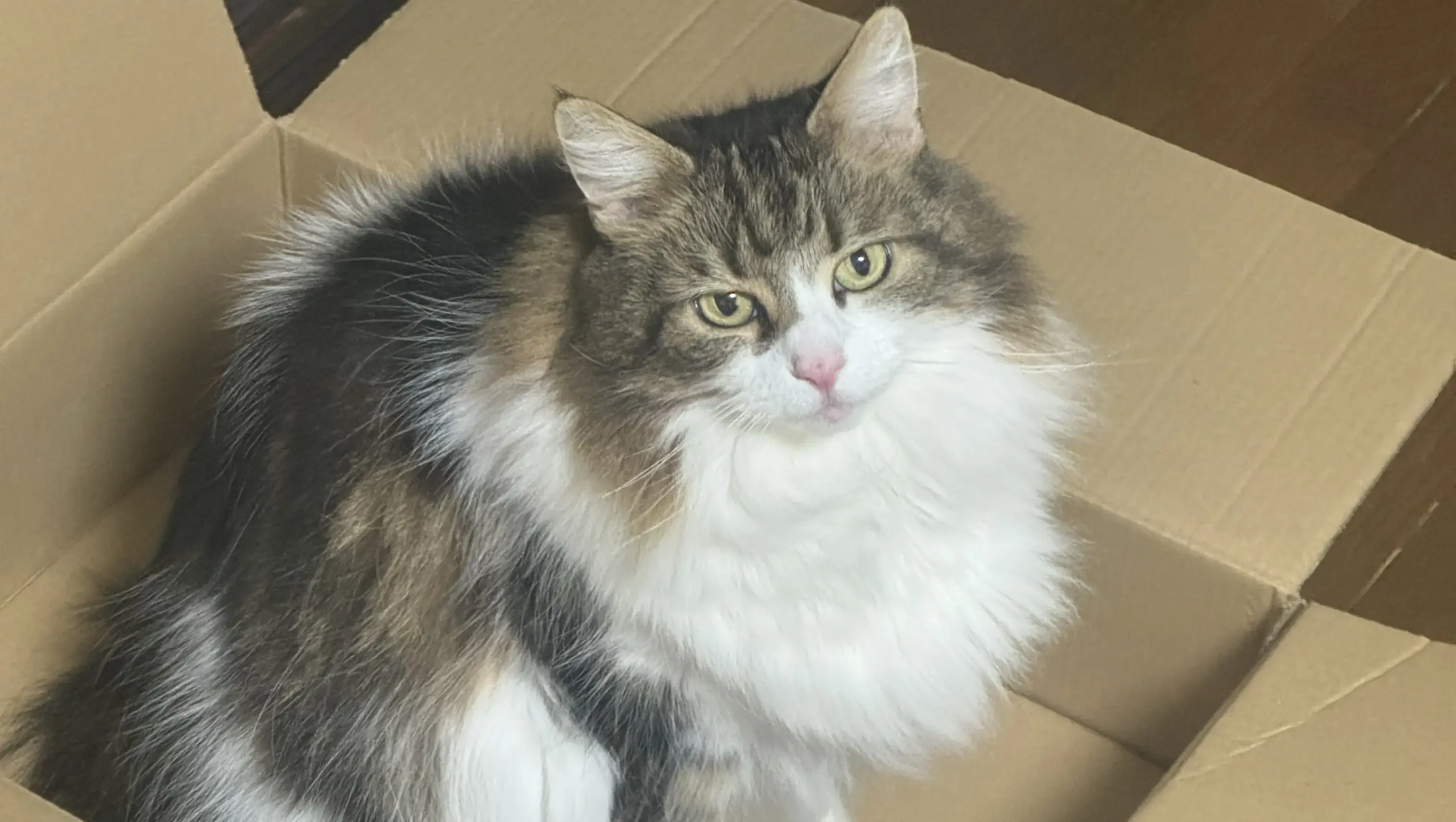 愛猫の学習力が10倍上がる！知って得する猫学習テクニック10選【実践ガイド】
