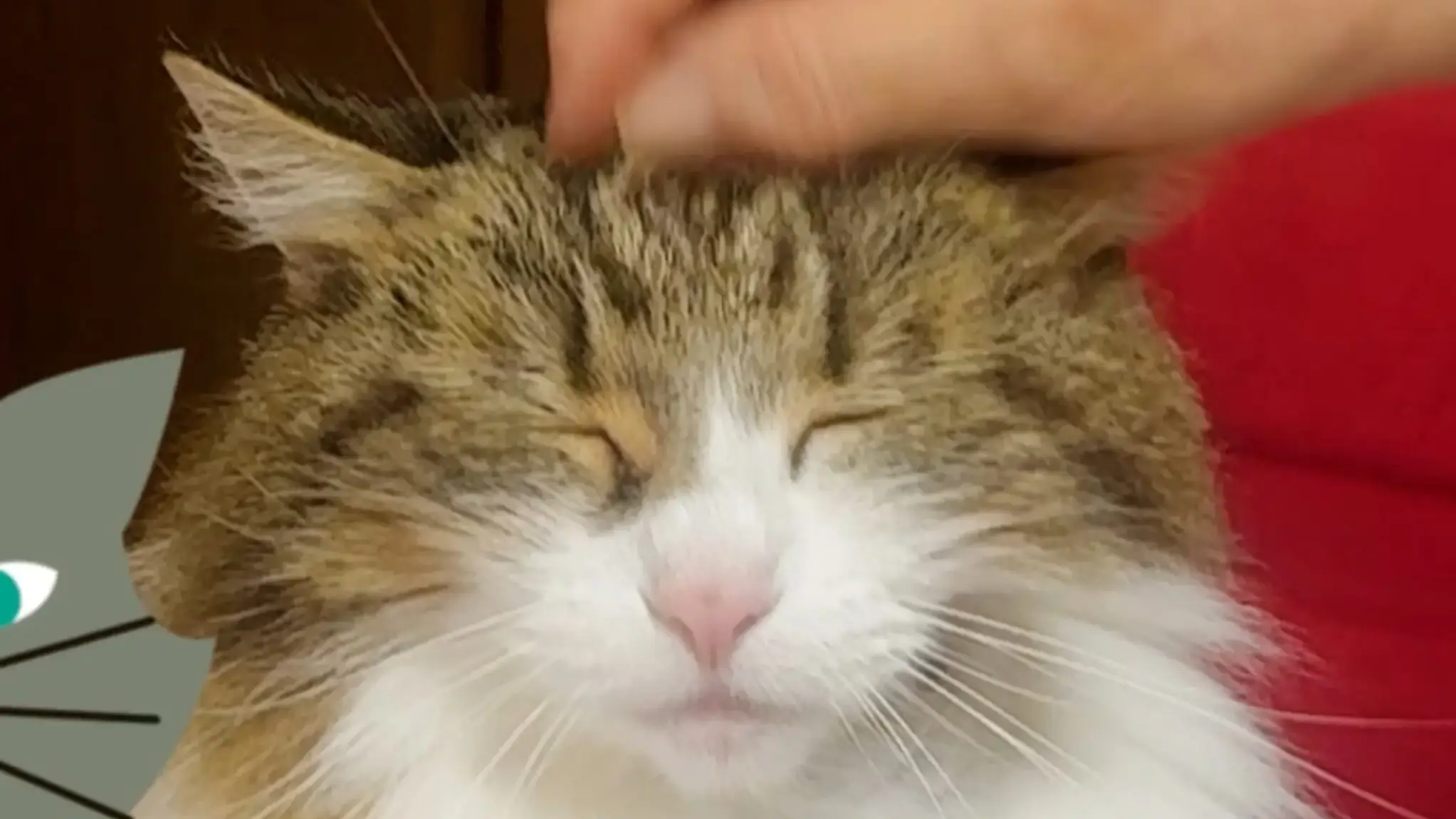 猫のストレスサインを見逃すな！心理状態で分かる早期発見と対処法