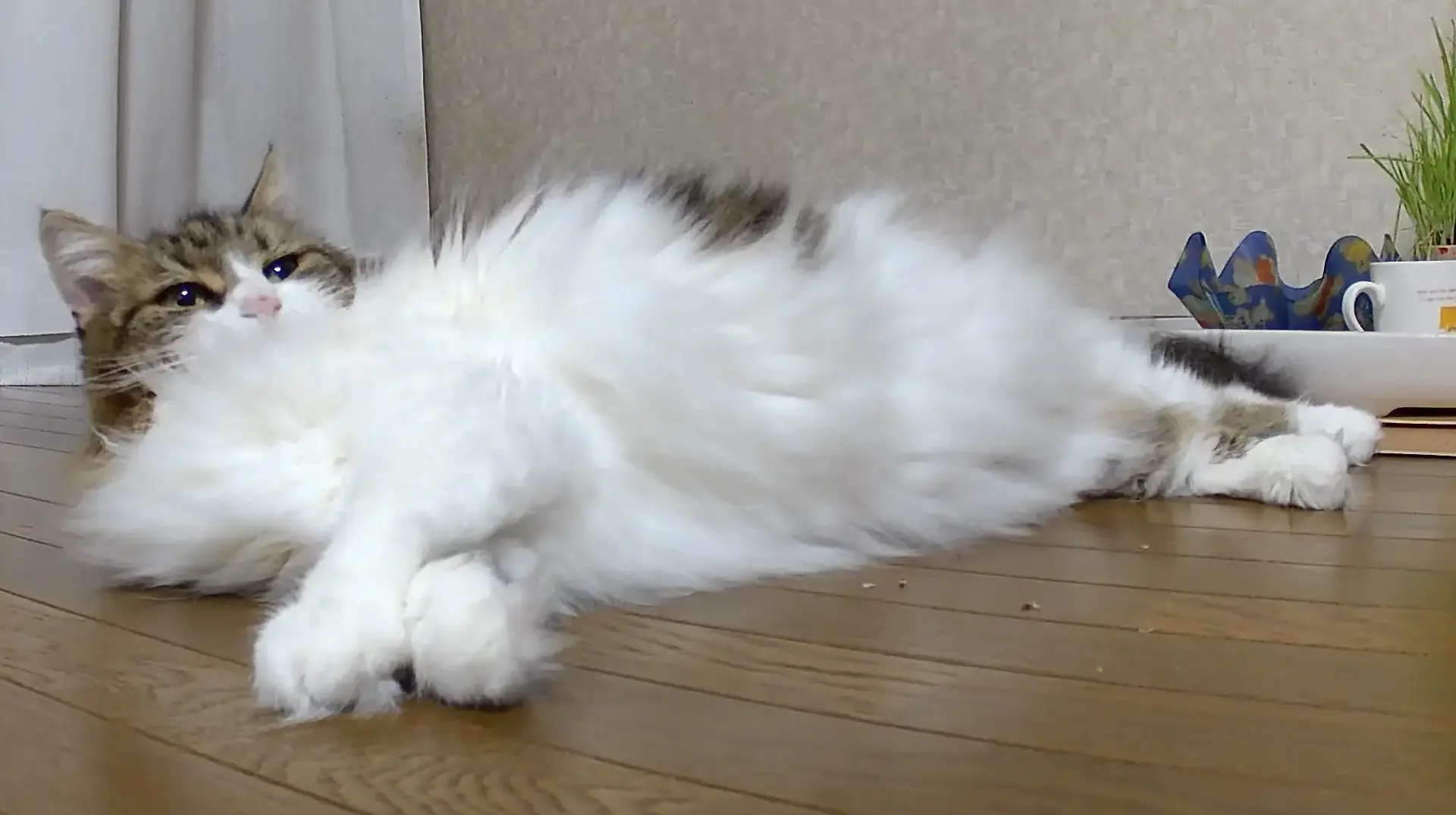 猫の『変な寝方』図鑑10選！可愛すぎる寝姿の心理学的理由も解説