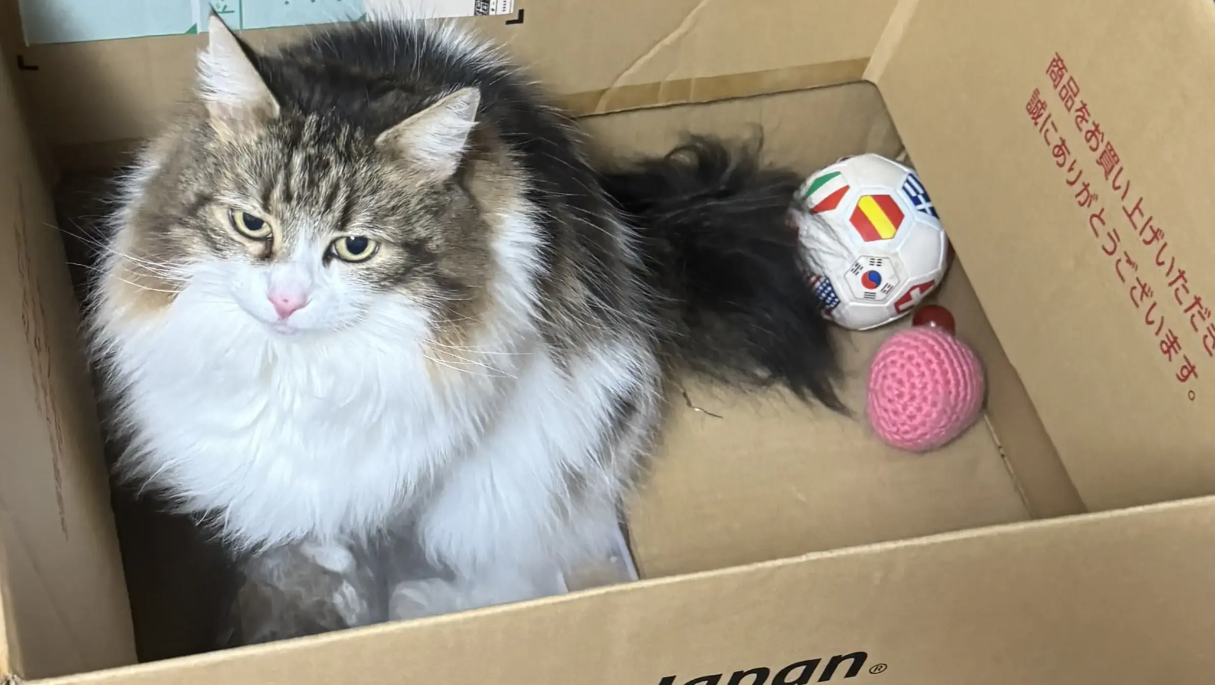 室内猫の心が満たされる！本能を活かした遊び環境づくり10選