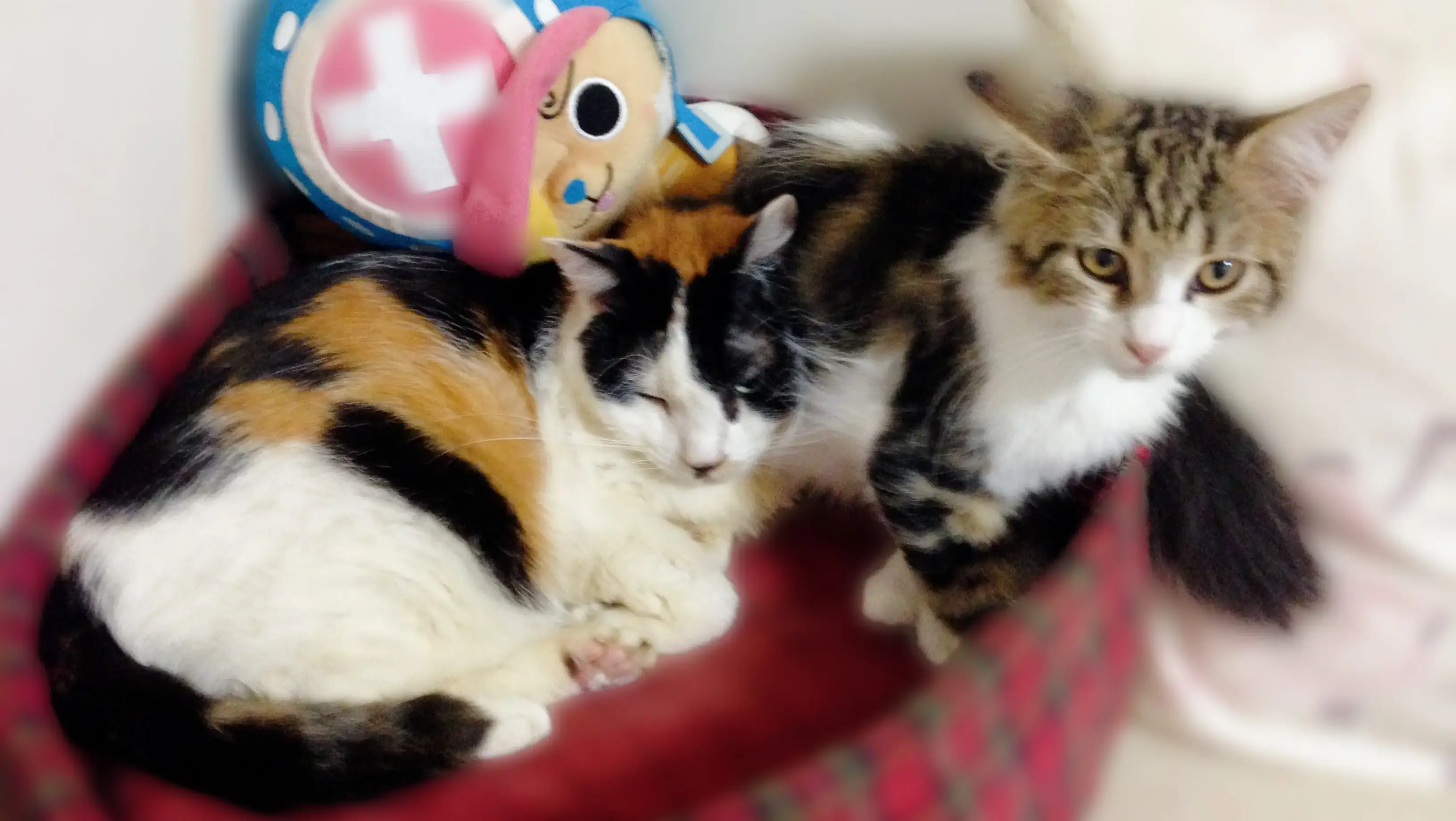 2025年最新！猫種別性格診断と飼いやすさランキング20選【初心者向け】