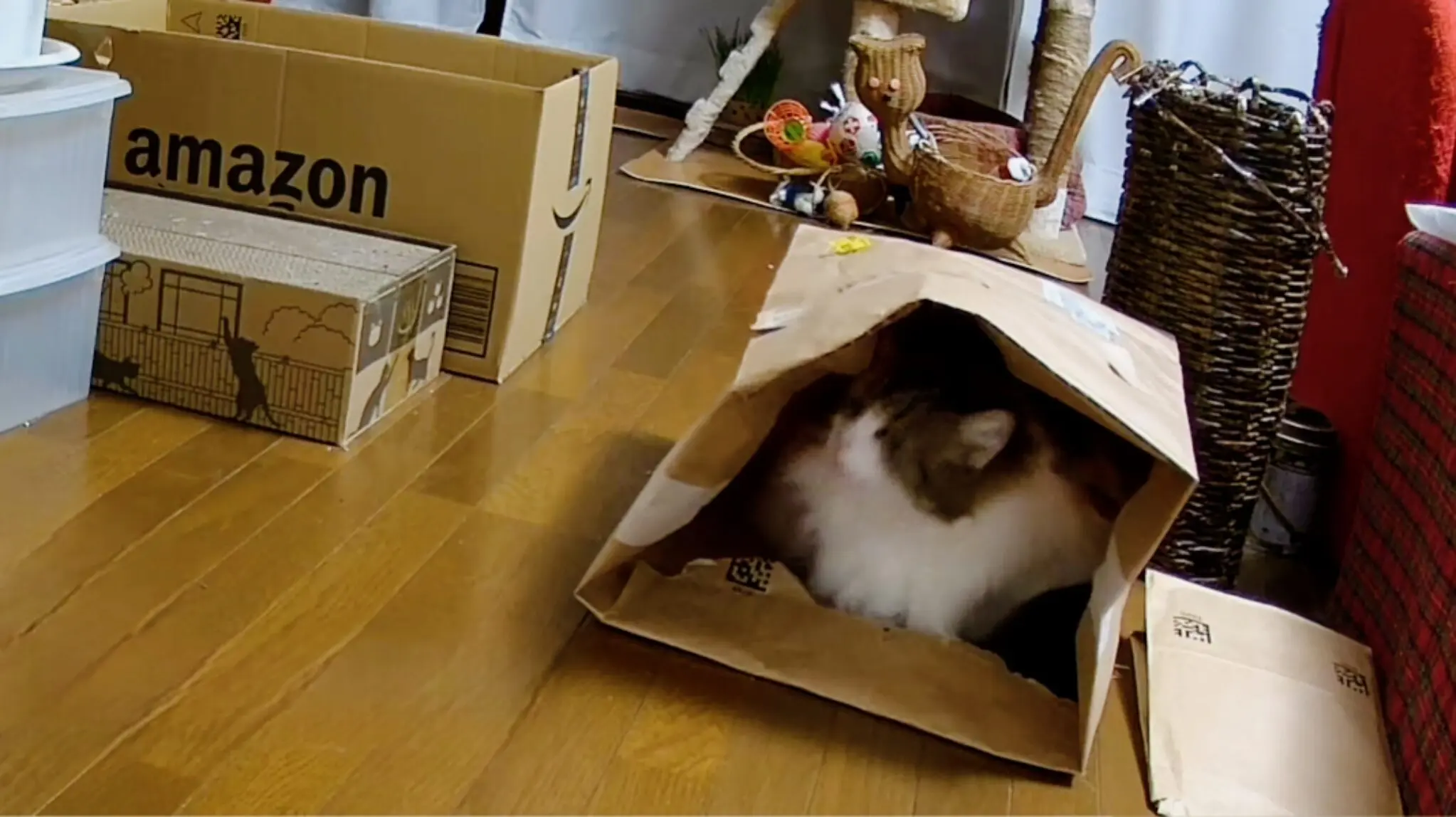 猫の『謎行動』解明図鑑10選！なぜそんなことするの？の答えがここに！
