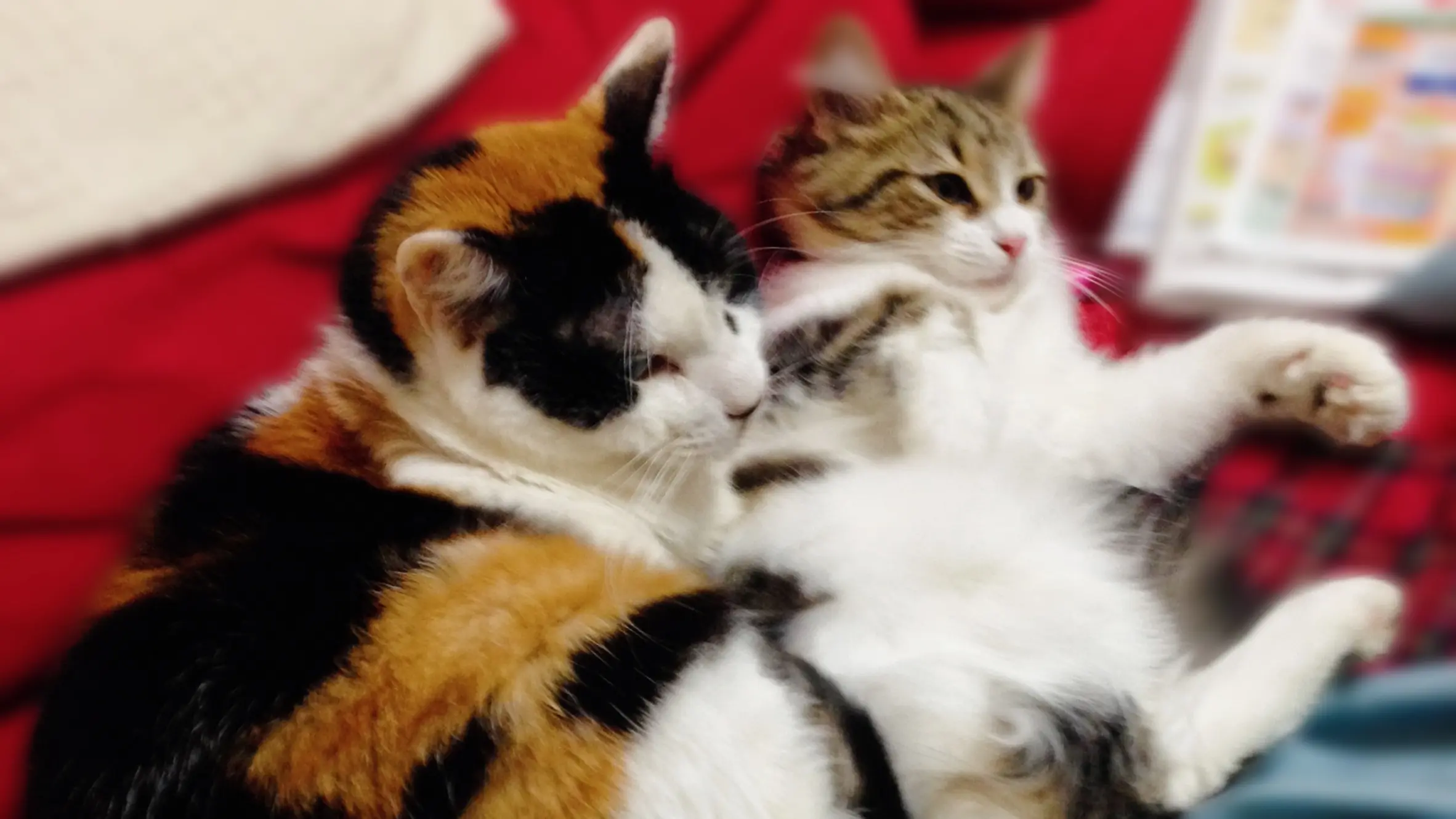 猫の『多頭飼い』成功ガイド10選！複数飼育で幸せになる完全マニュアル